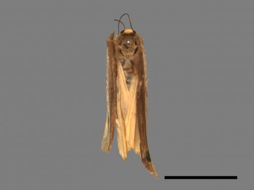 Agylla divisa[梯雙分華苔蛾][00087204]