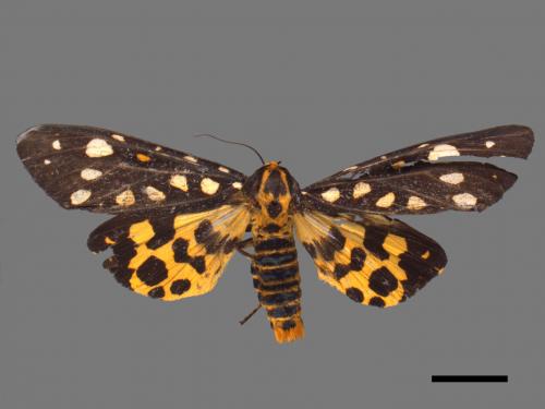 Aglaomorpha histrio formosana[大麗燈蛾][00056153]