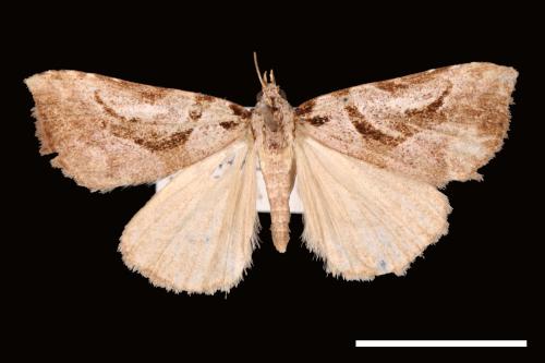 Oglasa mediopallens[00008013]