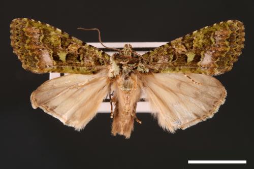 Euplexidia pallidivirens[00001909]