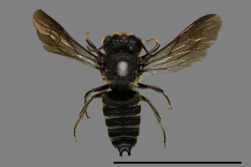 <已分類>Family：Megachilidae[切葉蜂科][00072438]