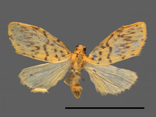 Asura alikangiae[關山豔苔蛾][00038316]