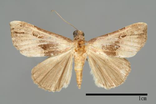 Hypena gonospilalis[00009950]