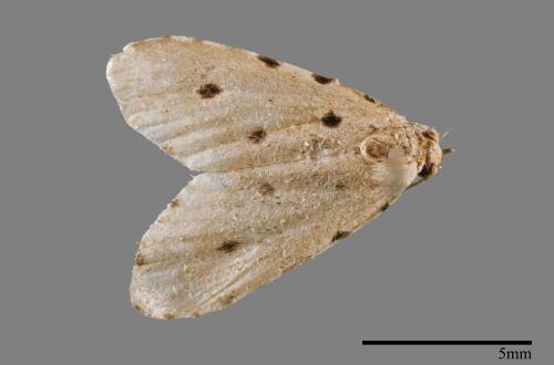 Metaemene atrigutta maculata[麗夜蛾][00009107]