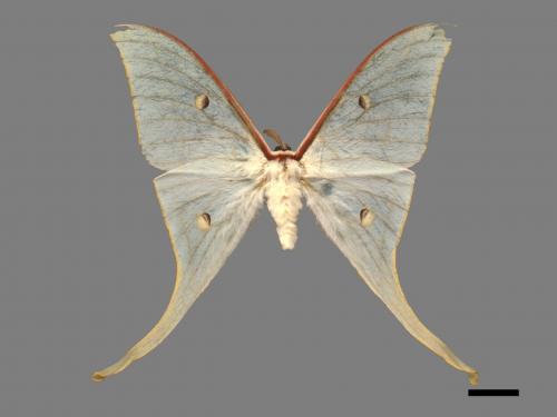 Actias selene ningpoana[長尾水青蛾][00016325]