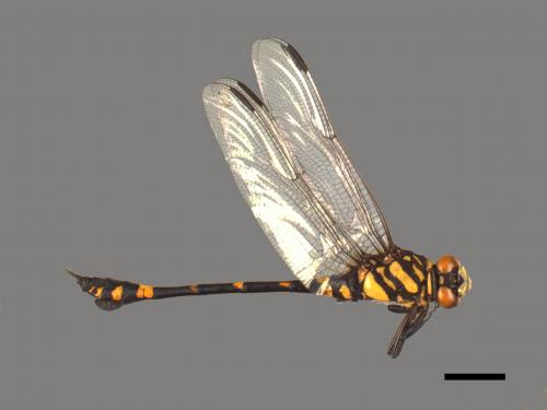 Ictinogomphus rapax[粗鉤春蜓][00103337]