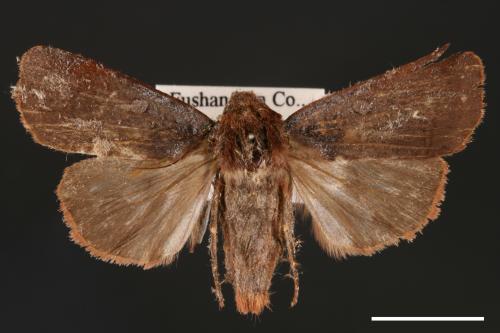 Diarsia subtincta[灰褐歹夜蛾][00000786]