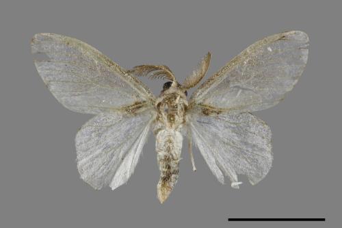 Liparopsis postalbida[中灰舟蛾][00045852]