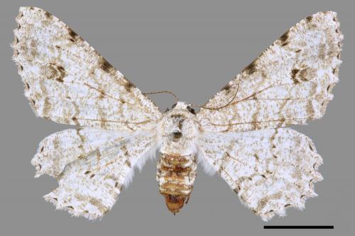 Lassaba parvalbidaria parvalbidaria[污雪雙斑尺蛾][00035461]