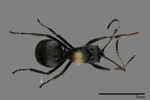 <已分類>Genus：Polyrhachis[00093962]