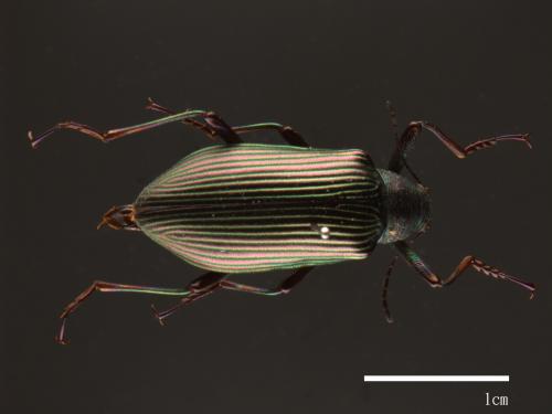 Campsiomorpha formosana[大擬步行蟲][00082772]