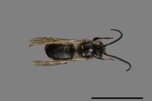 Vespula flaviceps[細黃胡蜂][00073425]