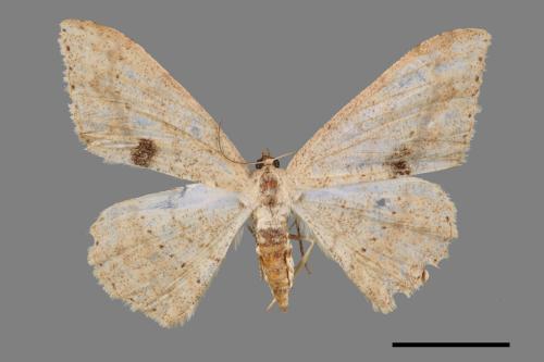 Luxiaria mitorrhaphes[雙斑鈎尺蛾][00042959]