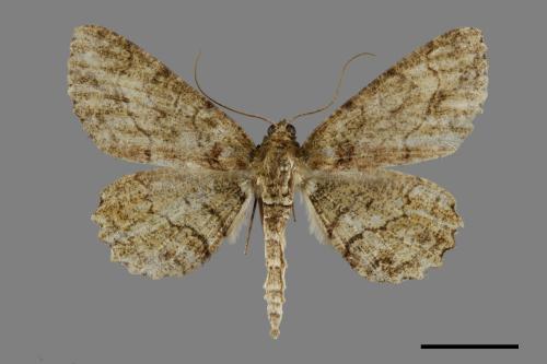 Paradarisa chloauges[橄欖花尺蛾][00091816]