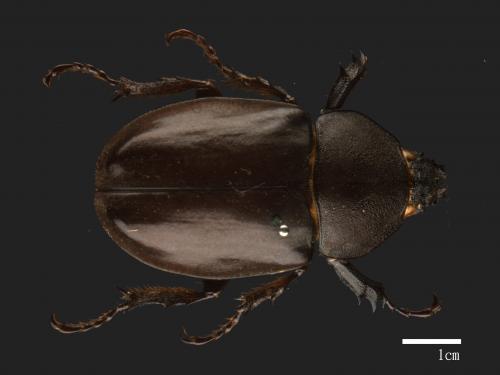 Allomyrina dichotomus[獨角仙][00090370]