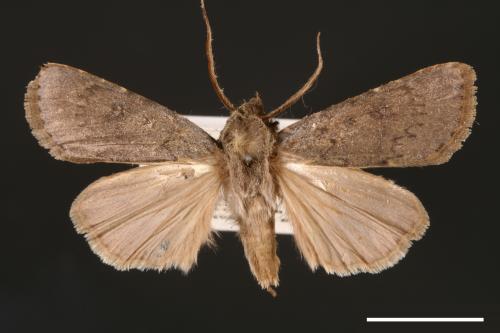 Agrotis taiwana[00000701]