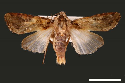 Spodoptera litura[斜紋夜蛾][00002795]