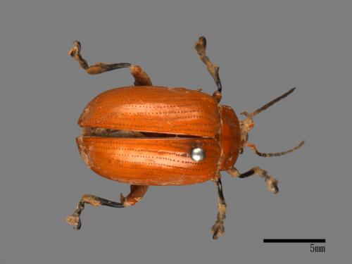 <已分類>Family：Chrysomelidae[金花蟲科][00080596]