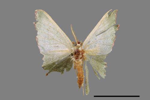 <已分類>Genus：Maxates[00087549]