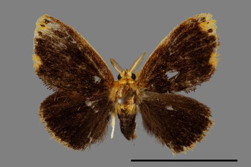 <已分類>Family：Lymantriidae[毒蛾科][00053742]