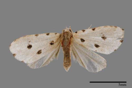 Metaemene atrigutta maculata[麗夜蛾][00009038]