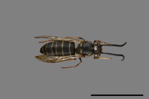 Vespula flaviceps[細黃胡蜂][00072921]