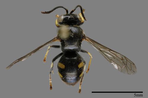 <已分類>Family：Sphecidae[細腰蜂科][00102795]