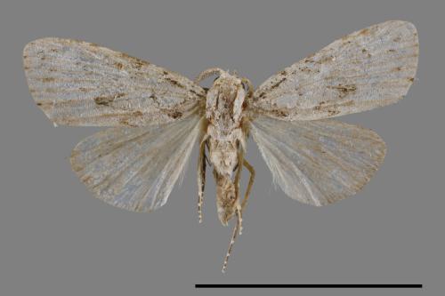 <已分類>Family：Noctuidae[夜蛾科][00011955]