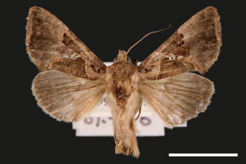 Argyrogramma signata[00057222]