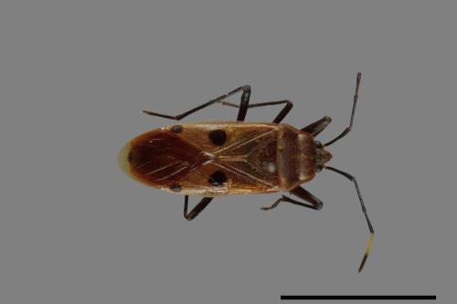 Physopelta quadriguttata[00040237]