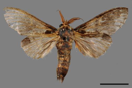 Syntypistis umbrosa[齒紋跨白舟蛾][00047282]