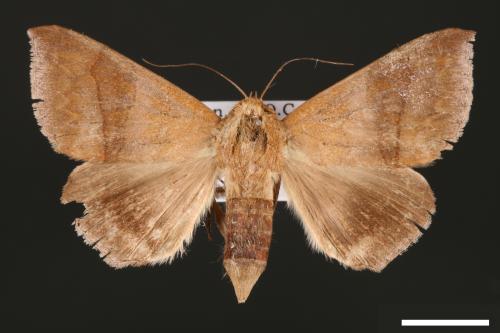 Dysgonia amygdalis[00030918]