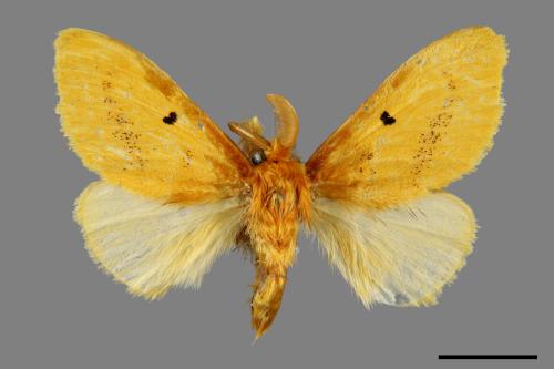 Euproctis nigricauda[00059514]