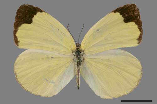 Eurema blanda arsakia[臺灣黃蝶][00014382]