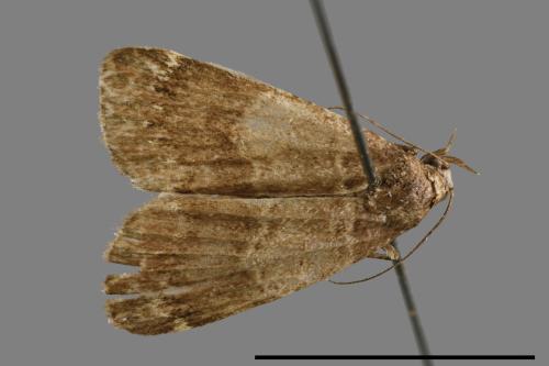 <已分類>Family：Noctuidae[夜蛾科][00010898]