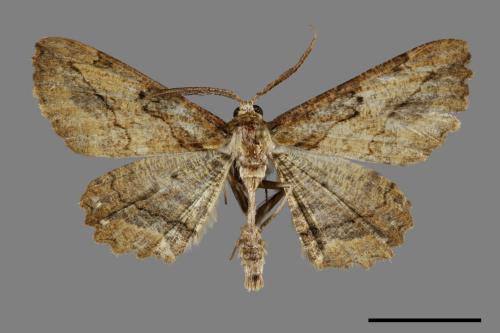 Menophra anaplagiata[茶褐耳尺蛾][00095007]