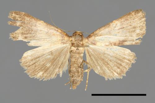 <已分類>Family：Noctuidae[夜蛾科][00011081]