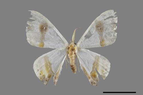 Macrocilix mysticata flavotincta[啞鈴帶鉤蛾][00071422]
