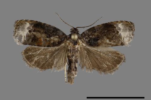 <已分類>Family：Tortricidae[捲葉蛾科][00092021]