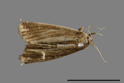<已分類>Family：Pyralidae[螟蛾科][00021367]