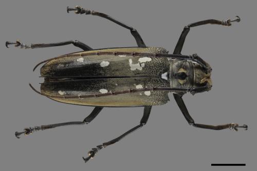 Batocera davidis[大衛大天牛(大白條天牛)][00082405]