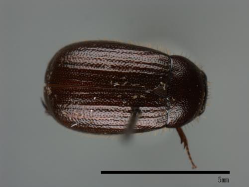 <已分類>Family：Scarabaeidae[金龜子科][00084179]