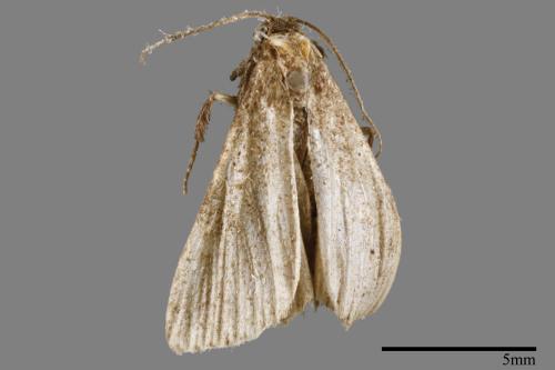 <已分類>Family：Pyralidae[螟蛾科][00065312]