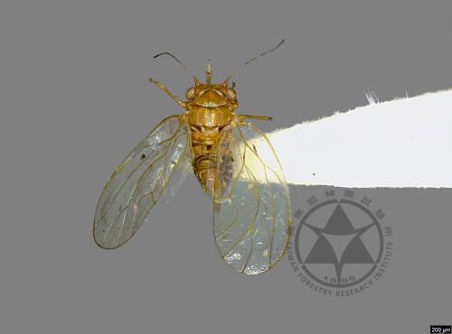 <已分類>Family：Psyllidae[木蝨科][00041286]