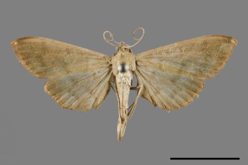 <已分類>Family：Crambidae[草螟科][00065091]