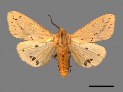 Spilarctia subtestacea[黃腹污燈蛾][00056619]