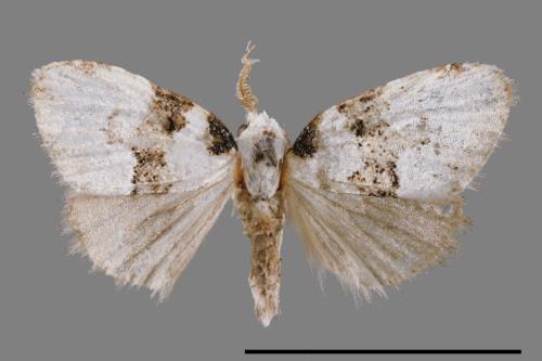 <已分類>Family：Noctuidae[夜蛾科][00011990]