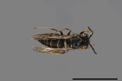 Vespula flaviceps[細黃胡蜂][00073306]