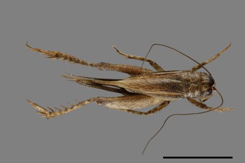 <已分類>Family：Gryllidae[蟋蟀科][00054241]