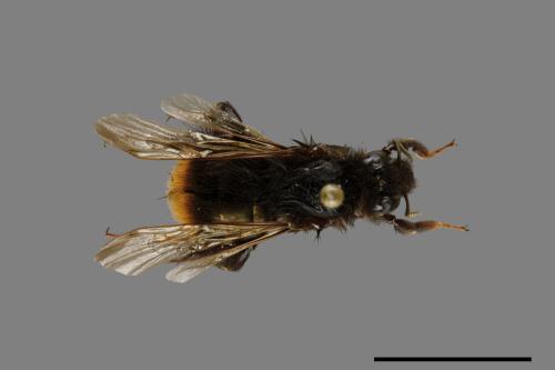 Bombus trifasciatus[威氏熊蜂][00072336]